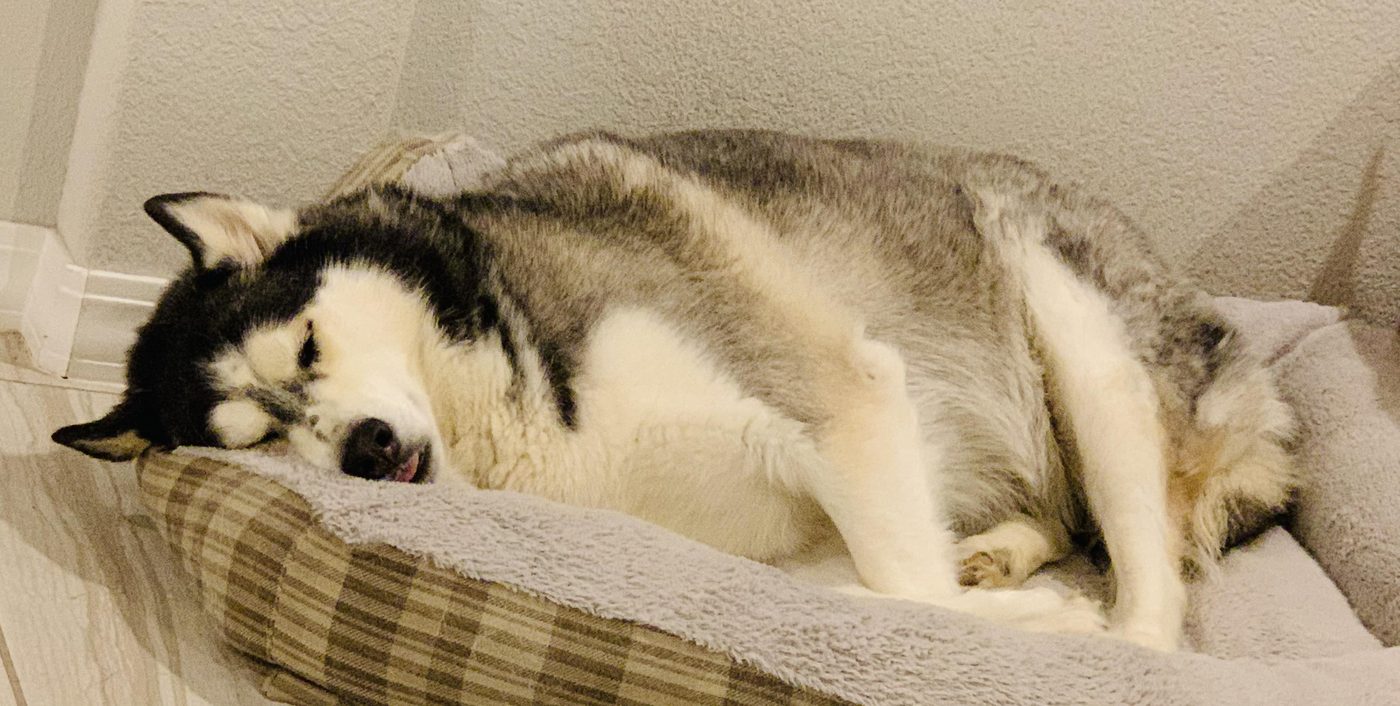 How Long Do Siberian Huskies Live? Lifespan, Statistics & Longevity Factors