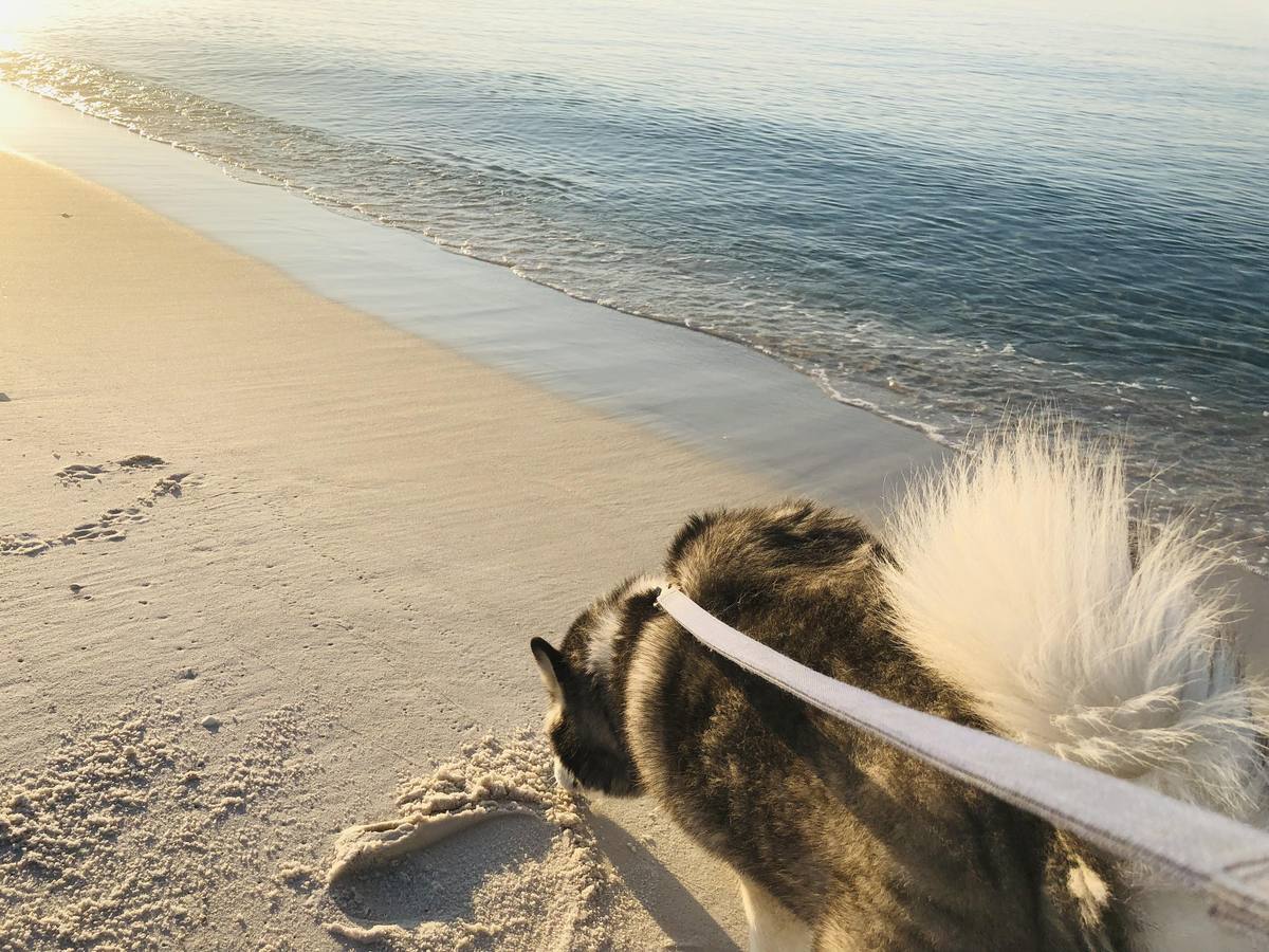 Senior Husky Weight article