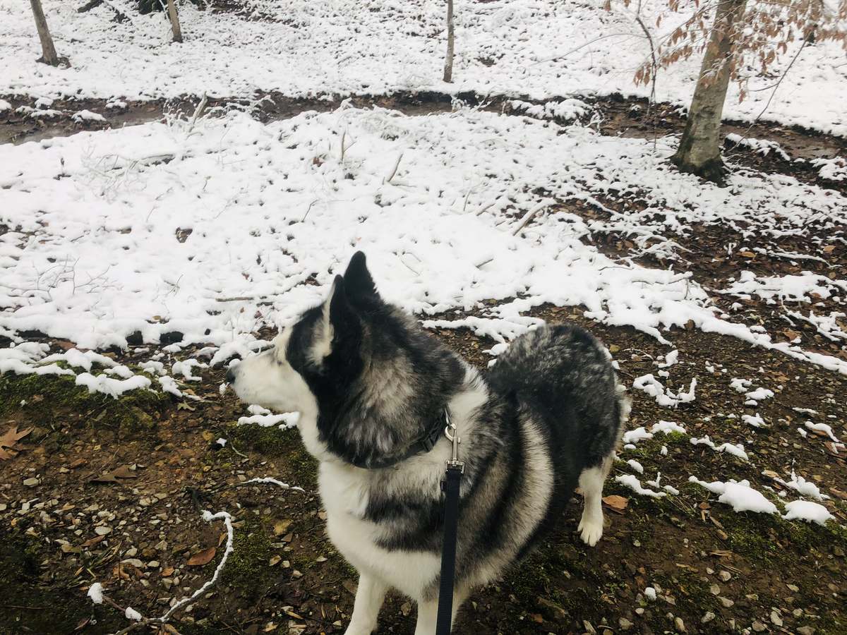 Senior Husky Grooming article